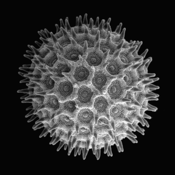 Pollen grain at 350x magnification