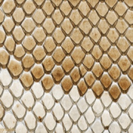 Sloughed skin of a Burmese Python